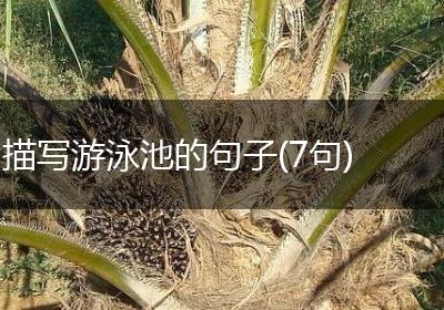 描写游泳池的句子(7句)