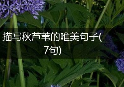 描写秋芦苇的唯美句子(7句)