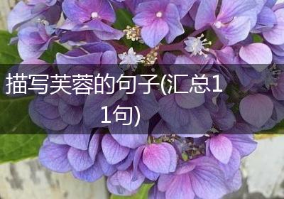 描写芙蓉的句子(汇总11句)