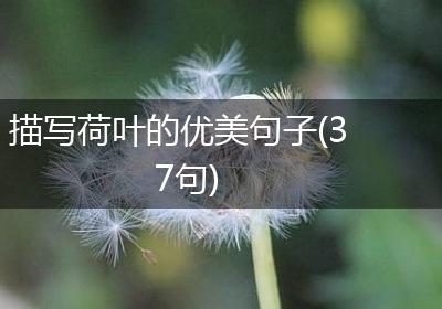描写荷叶的优美句子(37句)