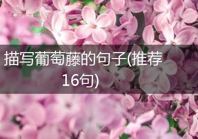 描写葡萄藤的句子(推荐16句)