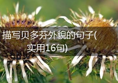 描写贝多芬外貌的句子(实用16句)