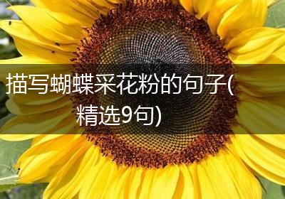 描写蝴蝶采花粉的句子(精选9句)