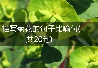 描写菊花的句子比喻句(共20句)