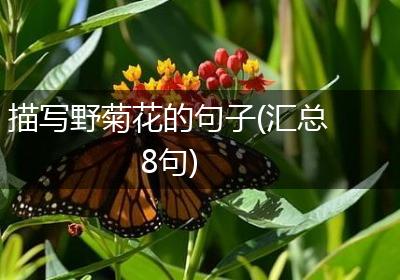 描写野菊花的句子(汇总8句)