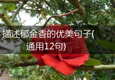描述郁金香的优美句子(通用12句)