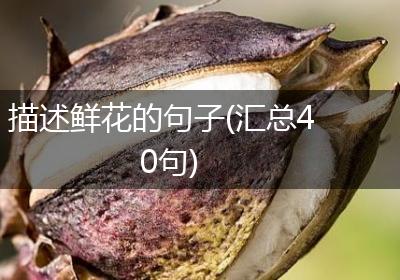 描述鲜花的句子(汇总40句)