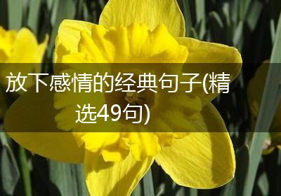 放下感情的经典句子(精选49句)