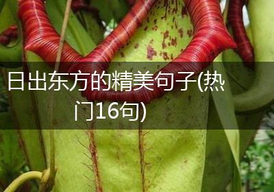 日出东方的精美句子(热门16句)