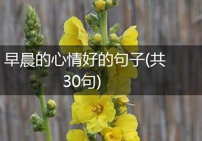 早晨的心情好的句子(共30句)