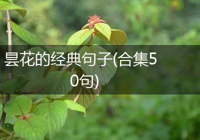 昙花的经典句子(合集50句)