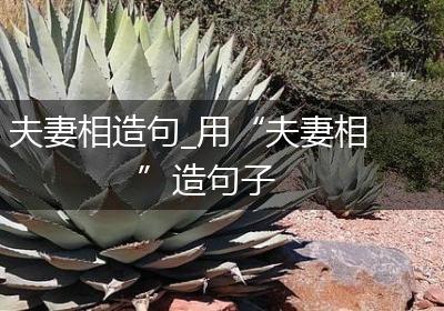 夫妻相造句_用“夫妻相”造句子
