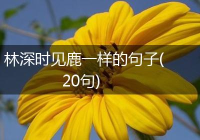 林深时见鹿一样的句子(20句)