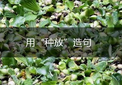 用“种放”造句