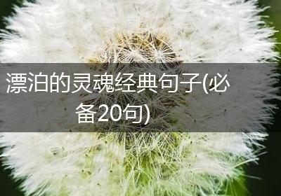 漂泊的灵魂经典句子(必备20句)