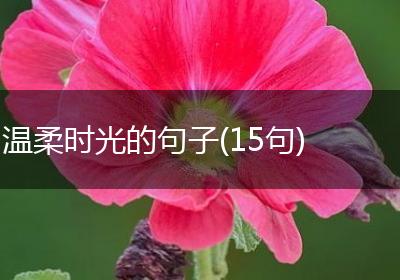 温柔时光的句子(15句)