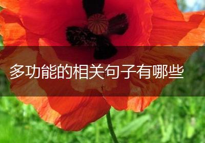 多功能的相关句子有哪些