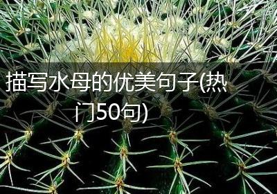 描写水母的优美句子(热门50句)