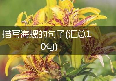 描写海螺的句子(汇总10句)