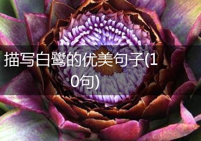 描写白鹭的优美句子(10句)