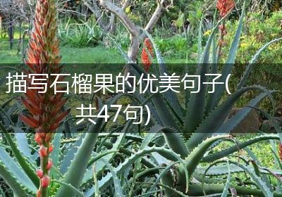描写石榴果的优美句子(共47句)