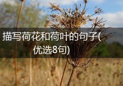 描写荷花和荷叶的句子(优选8句)