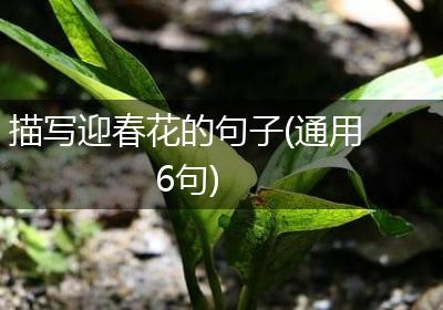 描写迎春花的句子(通用6句)
