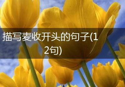 描写麦收开头的句子(12句)