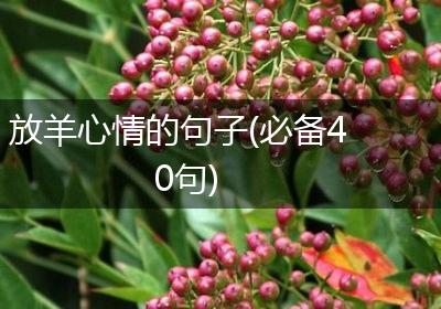 放羊心情的句子(必备40句)