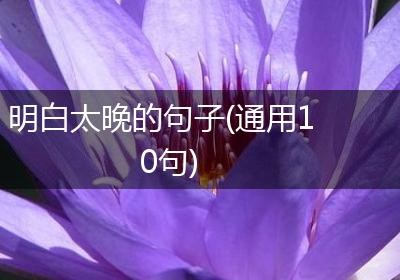 明白太晚的句子(通用10句)