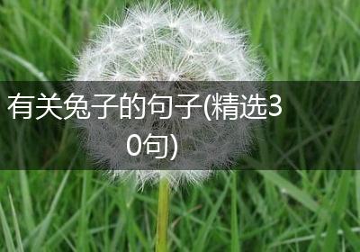 有关兔子的句子(精选30句)