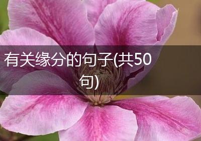 有关缘分的句子(共50句)