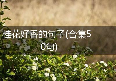 桂花好香的句子(合集50句)