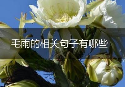毛雨的相关句子有哪些