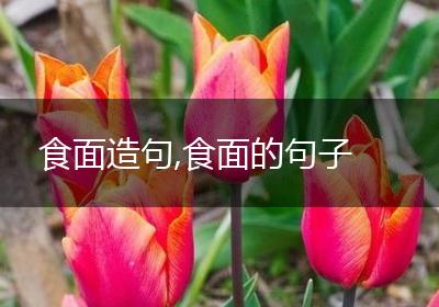 食面造句,食面的句子