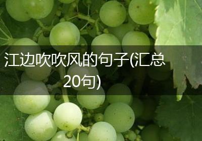 江边吹吹风的句子(汇总20句)