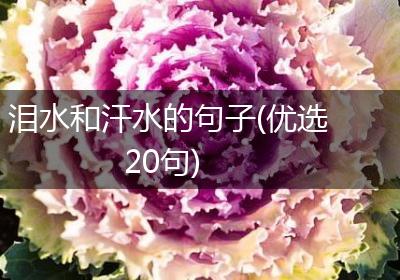 泪水和汗水的句子(优选20句)
