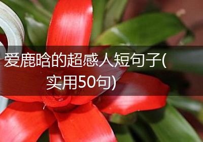 爱鹿晗的超感人短句子(实用50句)