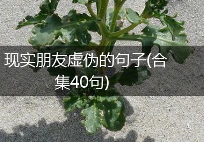 现实朋友虚伪的句子(合集40句)