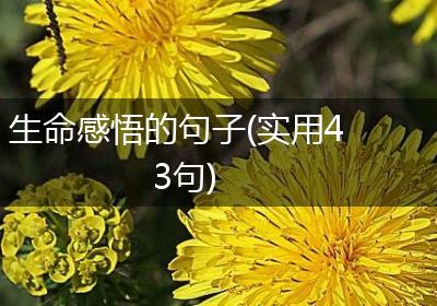 生命感悟的句子(实用43句)