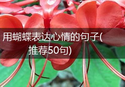 用蝴蝶表达心情的句子(推荐50句)