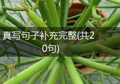 真写句子补充完整(共20句)
