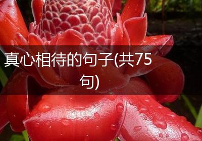 真心相待的句子(共75句)