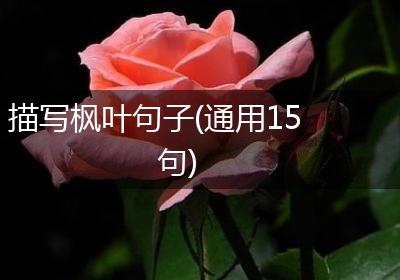 描写枫叶句子(通用15句)