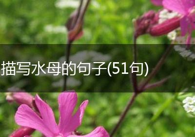 描写水母的句子(51句)