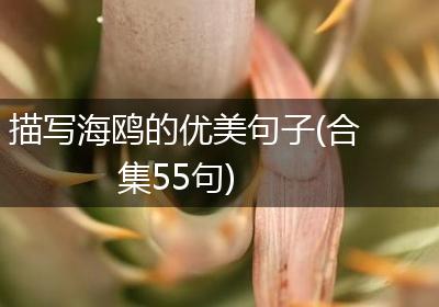 描写海鸥的优美句子(合集55句)