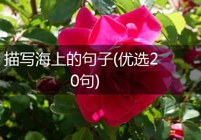 描写海上的句子(优选20句)