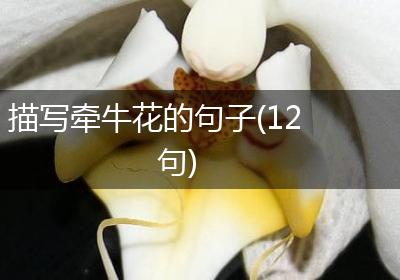 描写牵牛花的句子(12句)