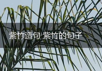 紫竹造句 紫竹的句子