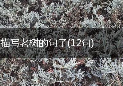 描写老树的句子(12句)